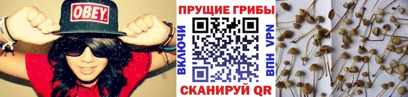наркошоп  Петрозаводск  Псилоцибиновые грибы Psilocybine cubensis 